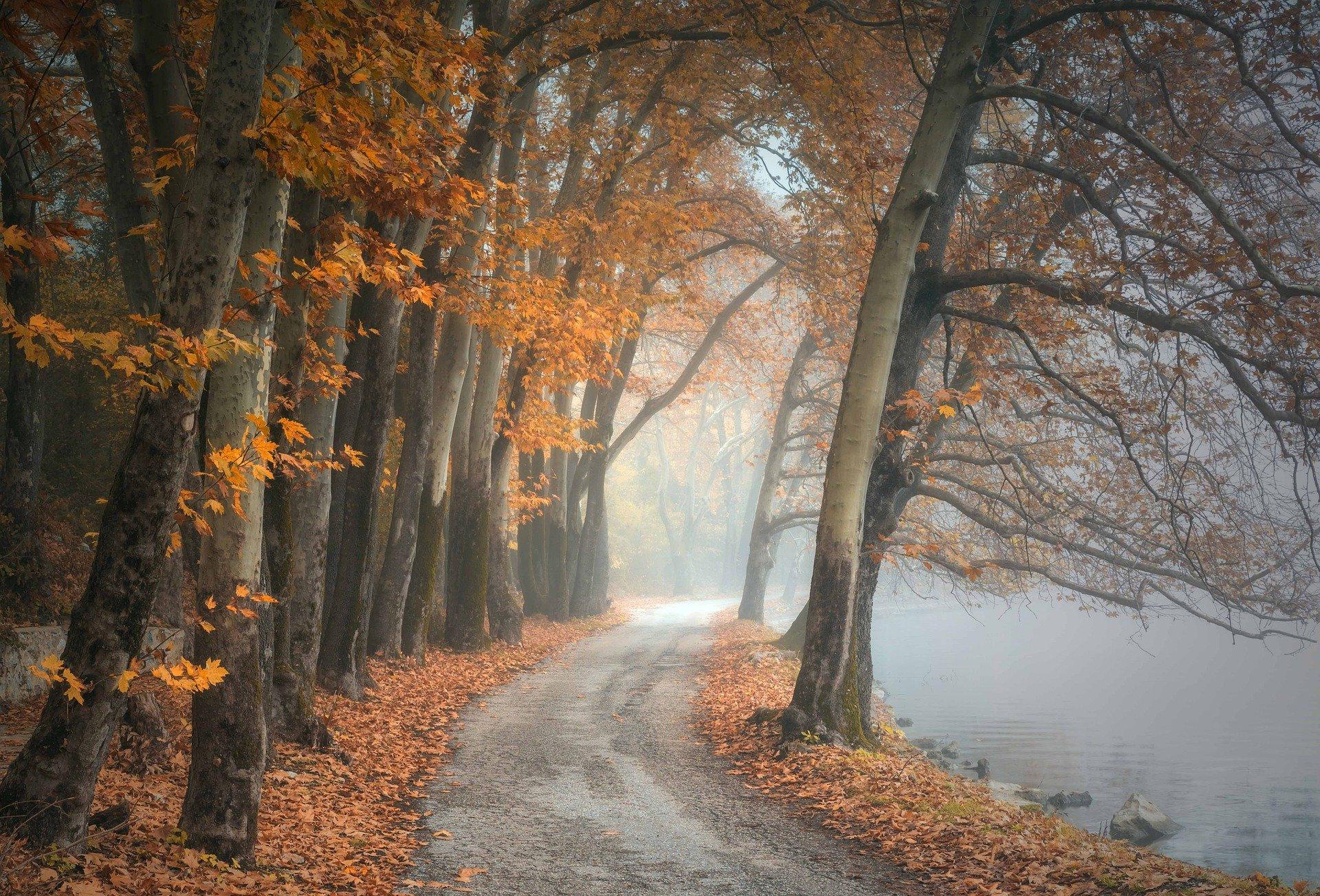 Waldweg an nebeligem See. Herbstlaub auf und unter den Bäumen.
