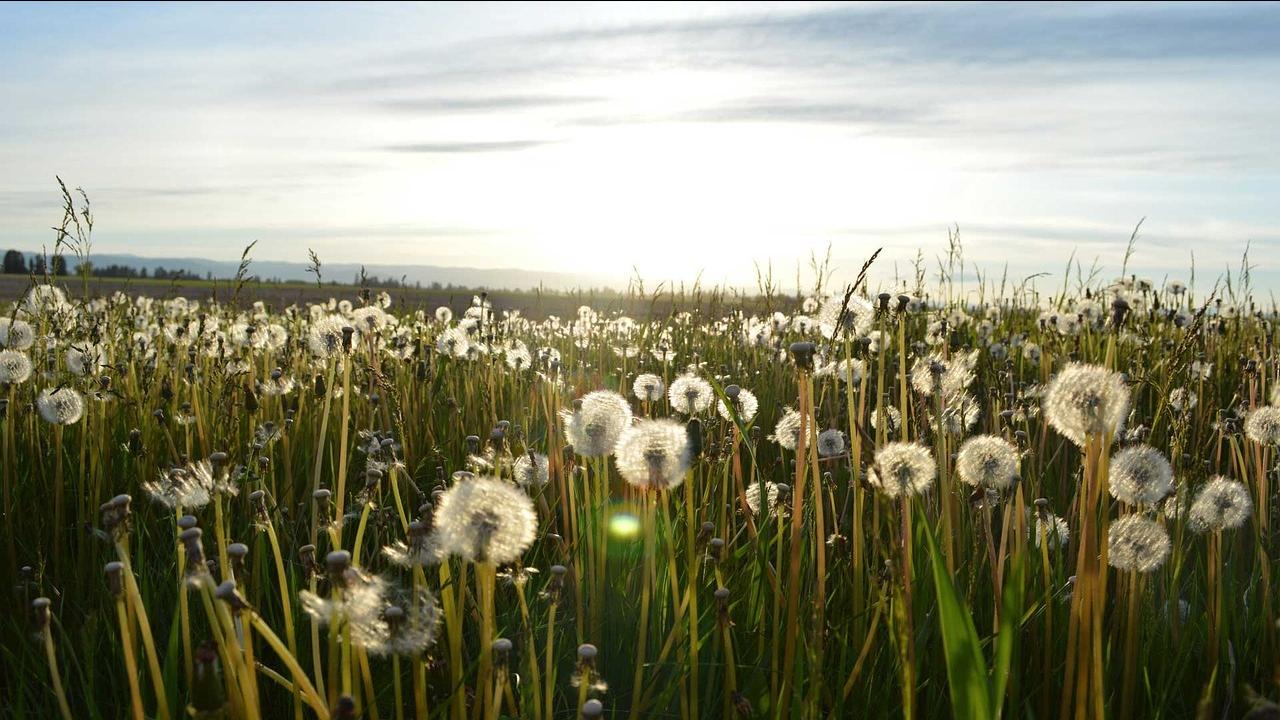 Ein Feld voller Pusteblumen vor einem leicht bewölkten Horizont.