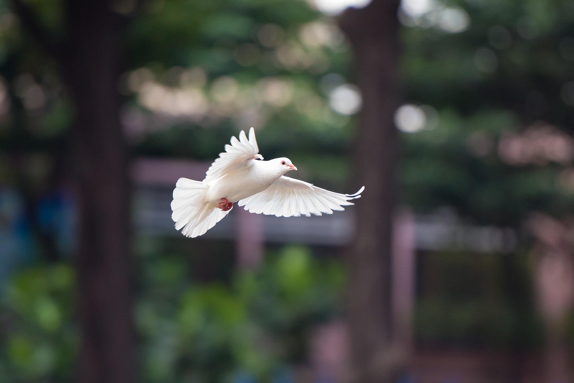 Weiße Taube im Flug vor verschwommenem Hintergrund.