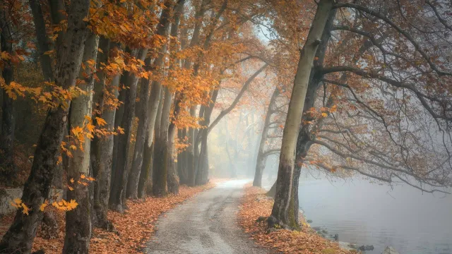 Stimmungsbild zum Beitrag: Es wird ein Waldweg an einem nebeligem See abgebildet. Herbstlaub ist auf und unter den Bäumen.
