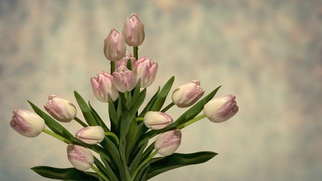 Stimmungsbild zum Beitrag: Es wird ein Blumenstrauß mit weiß-rosa Tulpen vor verschwommenem Hintergrund abgebildet.