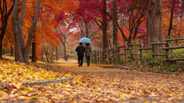 Stimmungsbild zum Beitrag: Es wird ein gehendes Paar im Herbstwald mit einem Regenschirm abgebildet.