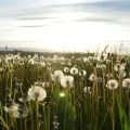 Stimmungsbild zum Beitrag: Es wird eine Wiese mit Pusteblumen abgebildet.