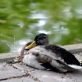 Stimmungsbild zum Beitrag: Es wird eine schlafende Ente abgebildet.