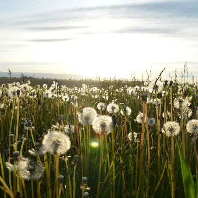 Wiese mit Pusteblumen