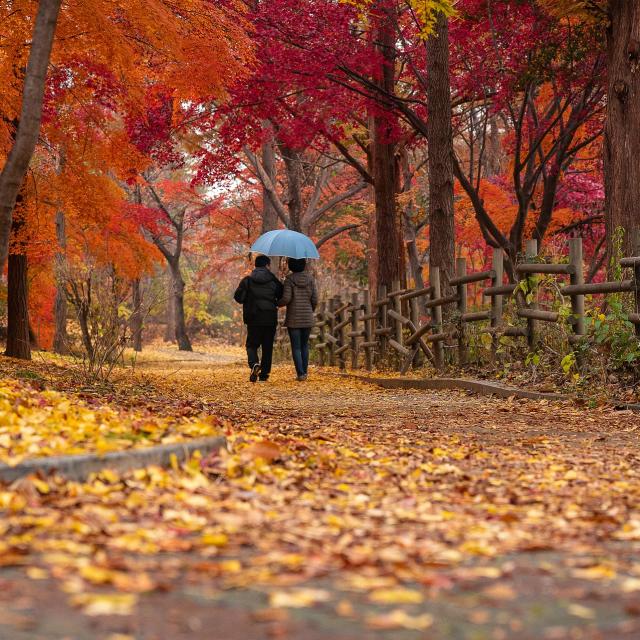 Stimmungsbild zum Beitrag: Es wird ein gehendes Paar im Herbstwald mit einem Regenschirm abgebildet.