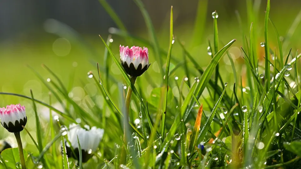 Stimmungsbild zum Beitrag: Es wird eine Nahaufnahme einer Wiese mit Gänseblümchen und Wassertropfen im Gras abgebildet.