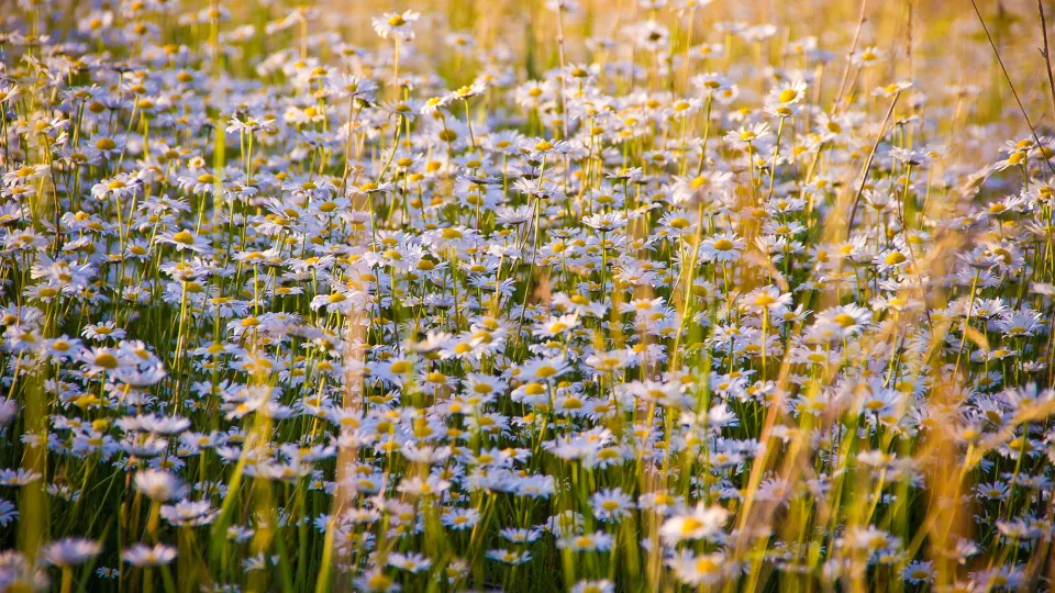 Stimmungsbild zum Beitrag: Es wird eine Blumenwiese voller Kamillenblüten abgebildet.